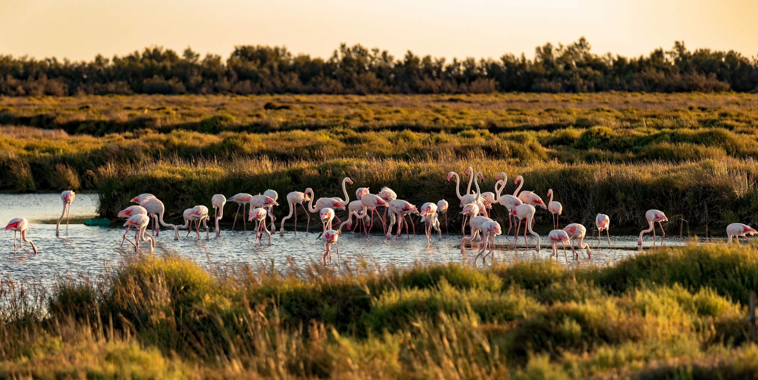 camping camargue